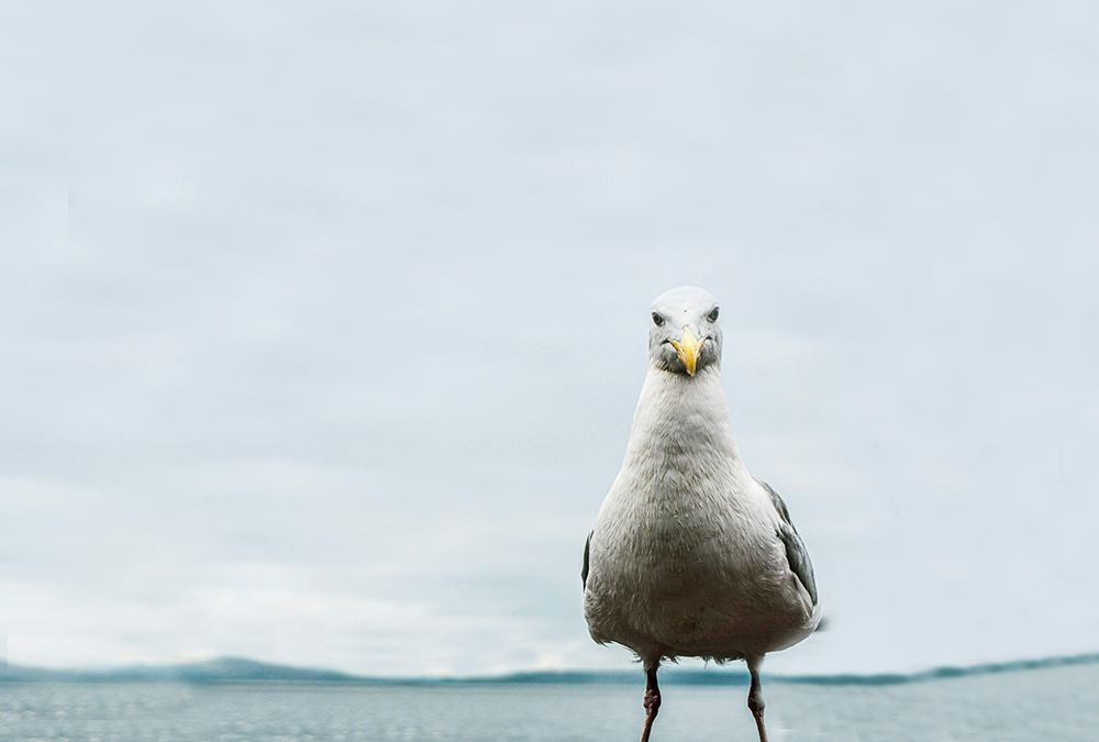 Photo of a seagull